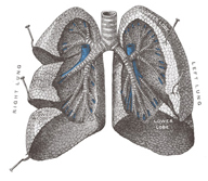 Lung Cancer Facts